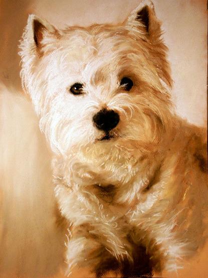 pastel portrait of a westhighland terrier looking direct to viewer
