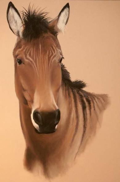pastel portrait of a 'zorse' (half horse half zebra) called Stormy. Brown horse with black stripes on its shoulder (head and neck is the only thing visible in the portrait). Inside of ears are pale and there are pale stripes on the forehead.