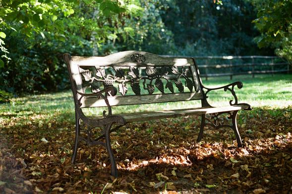 A rustic wooden bench stands under leafy trees in a garden. The bench’s metal frame has grapevine decorations, and dry autumn leaves are scattered across the ground. Sunlight filters gently through the foliage, highlighting parts of the bench and the fallen leaves.