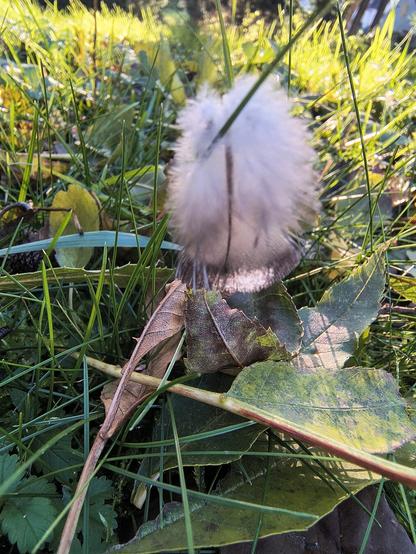 Im Mittelpunkt des Fotos ist eine kleine Feder die sich an einem Grashalm verfangen hat. Zarte Daunen bewegen sich sanft im Wind. Um die Feder sind Grashalme und angewehte Blätter zu sehen. Grüne und Gelbe Farben bestimmen das Bild.