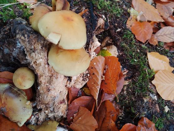Ein Schwefelgelber Pilz wächst auf Totholz.