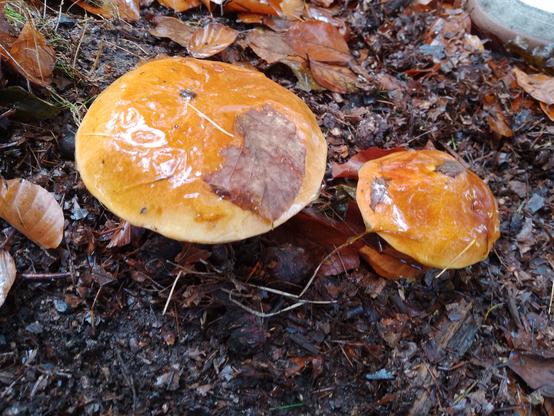Zwei goldgelbe Pilze wachsen auf dem dunklen Waldboden.