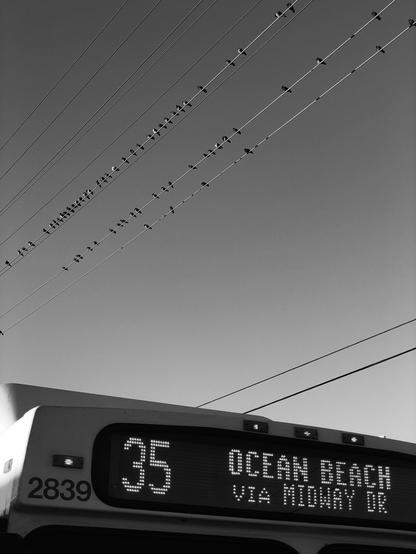 A black and white photo of several birds perched high above the ground on power lines, while the top of a bus is visible in the bottom of the frame.  The bus is Bus 35, and it's route is Ocean Beach via Midway Drive.