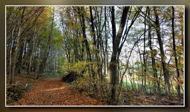 Passage en sous-bois, le chemin, jonché de feuilles mortes se pare de taches dorées par la lumière filtrée par le feuillage.