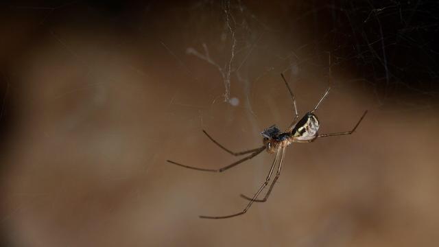 A photo of a filmy dome spider suspended in a web.