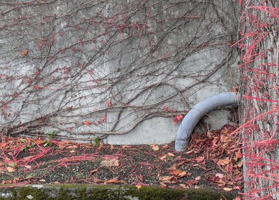 A photograph of a weather-worn grey streaked wall covered in thin, sprawling darker grey branches. The branches have smaller light reddish sprouts coming out of them and away from the wall. In the center right is an elbow pipe that comes out of the right side wall and down into the leaf covered earth. The small patch of earth (~2ft wide) away from the wall is bounded by a deep green moss covered curb.