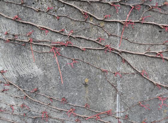 A closeup photograph of a deeply weather-worn and scarred grey concrete wall. A thin vertical grey line runs from the height of the image separating the right third of the image from the rest. Five thin branches run from top left down toward the right center. Another, smaller group of branches run in the same direction starting at the left middle and also run diagonally down to the right. All of the grey branches have tiny, reddish branches that are sprouting away from the wall.