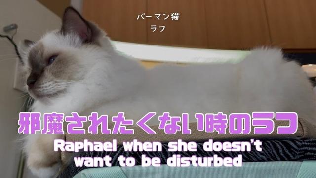バーマン猫ラフ【邪魔されたくない時のラフ】Raphael when she doesn't want to be disturbed（バーマン猫）Birman/Cat