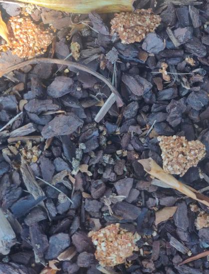 A close-up of the ground under a Moreton bay fig, with four or so dry gritty seed clusters just waiting to be picked up.