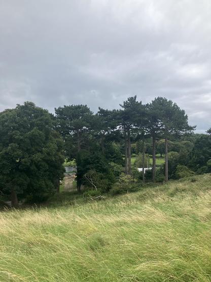 Photo taken by me on 9 August 2025 in the Phoenix Park, Dublin, from an elevated position near the Magazine Fort and looking south across the River Liffey toward the War Memorial Gardens. 

In the middle ground is a bank of trees on the near-side of the Liffey, in which a gap has been cut and through which construction machinery can be seen working on levelled earth.