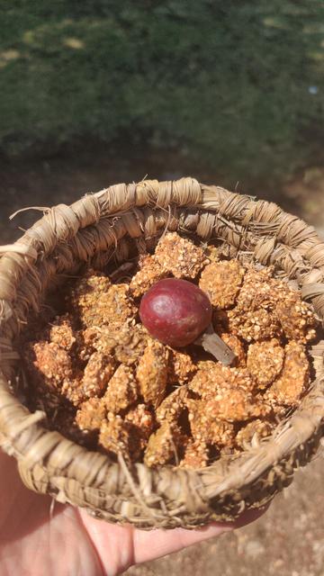 A hand-made spiral basket containing three or four handfuls of Moreton bay fig seed masses.

A single fig sits in the middle of them as decoration.