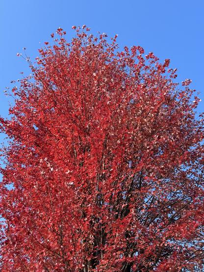 A tall and slightly narrow maple tree, very red, some of its leaves fallen from one side but most still on the branches. A blue autumn sky is in the background.
