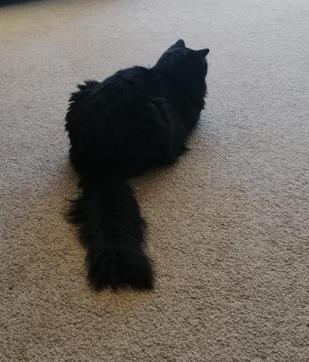 You are looking at a floofy tuxedo cat loafing on beige carpet. She is angled away from the camera, with her impressive tail stretched out towards the canera person. Only black fur is visible. Her whites are tidily tucked out of view. So the photo comes out looking a bit monochromatic, though with a sepia tinge.
