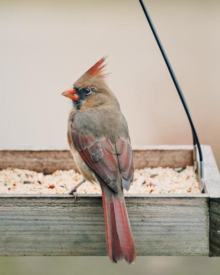 A female Northern Cardinal with soft brown and red plumage perched on the edge of a wooden bird feeder, surrounded by scattered seeds. Her orange beak and subtle crest stand out against the blurred beige background