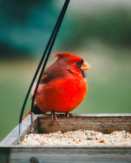 A bright red male Northern Cardinal sitting in a wooden bird feeder, his feathers glowing vividly against a green, softly blurred background.