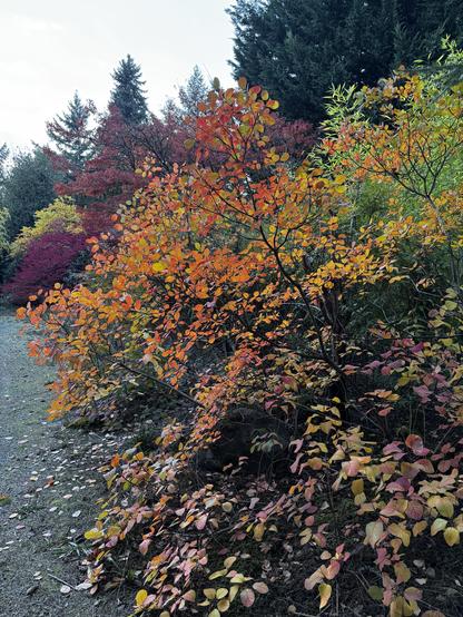 A vibrant autumn scene featuring a small tree with orange, yellow, and red leaves bounded by gravel, surrounded by lush green and dark evergreen trees in the background under an overcast sky.