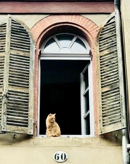 Een oranje kat zit op hogere verdieping in een open venster met open luiken in de vensterbank zijn buurt te overzien.