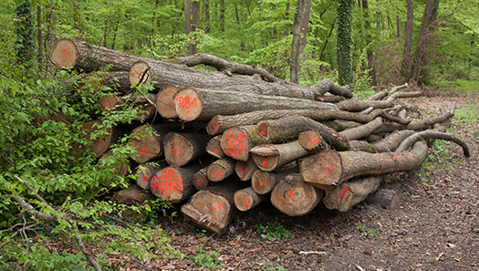 Holzstapel am Waldrand