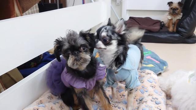 チワワに絡まれてるベルジアングリフォン兄さんを見つめる妹　🐶ひみつきちなう！①🐶  2025年10月31日