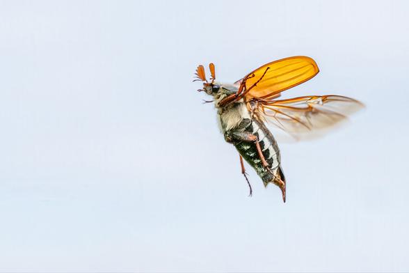 Close-up photograph of a European cockchafer beetle in mid-flight against a pale blue sky. Its orange translucent wings are fully extended, revealing the fuzzy thorax and striped abdomen. The beetle’s characteristic fan-shaped antennae are visible, and the motion of its wings conveys a sense of movement.