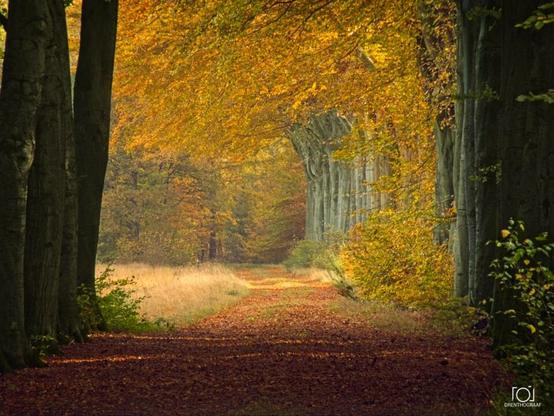 Scenic autumn forest pathway lined with golden leaves and tall trees in vibrant fall colors.