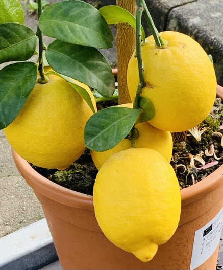 In einem Kübel vier reife große Zitronen, dicht am Topfrand. 2025
