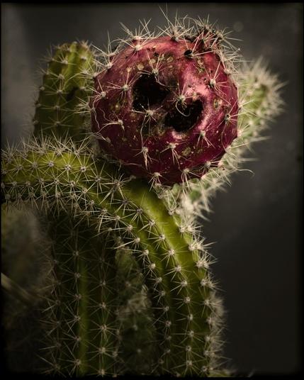 eine Nahaufnahme von einem sehr stachligen Kaktus mit einer rosa Frucht, die jedoch bereits von Ameisen an zwei Stellen angefressen wurde. Es entsteht der Eindruck von zwei Augenhöhlen. Eine Erinnerung an  Figuren von Tim Burton.