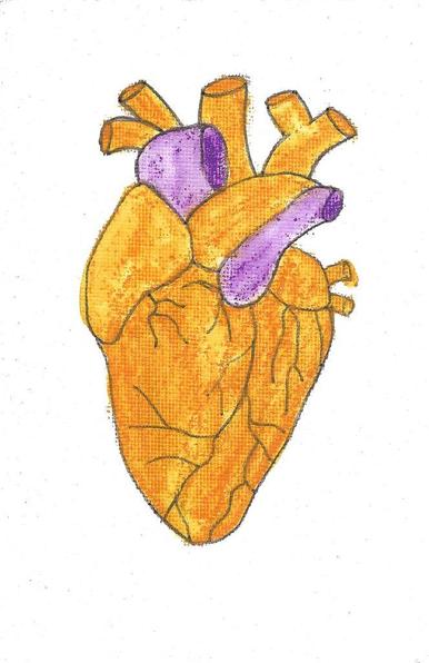 Dessin d'un cœur anatomique