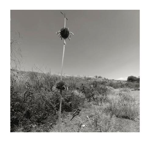 a B&W photo of a plant know as "lion's tail" in the middle of a hill which has a cross at the top like if it were symbolizing a grave.