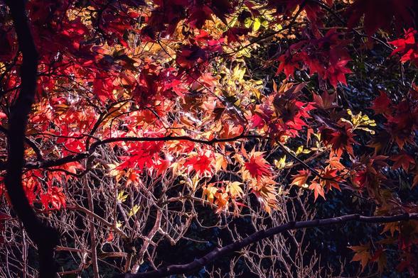 A close-up photograph of brilliant red, orange, and golden autumn leaves illuminated from behind by sunlight. The vibrant foliage contrasts sharply with the dark, shadowy background and the network of thinner, darker bare branches below. The light creates a dramatic, glowing effect on the upper canopy.