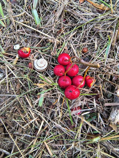 Ein kleiner abgebrochener Zweig vom Vogelbeerbaum liegt im welken Gras. Eine kleine Schnecke nützt es zum Fressen. Einige Beeren reif und rot sind am Zweig.