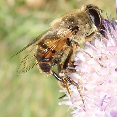 quadratisches makrofoto. auf einem blass-rosa blütenstand krabbelt eine recht große schwebfliege umher, wir blicken von der seite auf sie. sie hat die für fliegen typischen extrem großen facettenaugen, die fast den kompletten kopf ausmachen. ihr hinterleib ist schwarz-gelb gebändert, wie bei vielen schwebfliegen, die so tun als seien sie wehrhafte bienen oder wespen. der thorax dazwischen ist von einem feinen blonden pelz bedeckt. links kann man gegen den sehr unscharfen hintergrund schön die sparsame äderung der hoch transparenten flügel sehen.