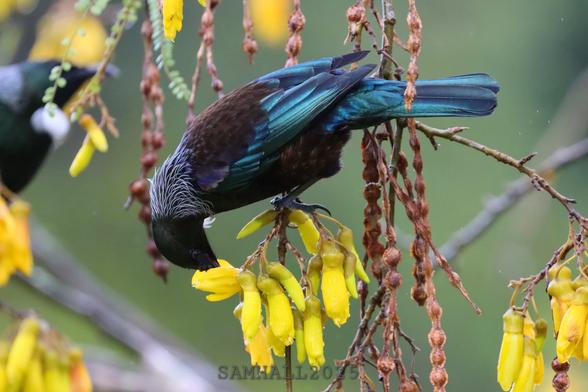 Tui bird with dark iridescent green blue and brown plumage perching above a clump of bright yellow kowhai blooms among strings of kowhai seedpods in a kowhai tree. The tui is bending its head down to poke its beak in the flower as it feeds