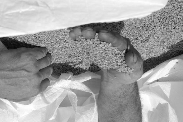 A farmer's hands are in a sack of grain as he assesses the quality of the harvest. (Version françæ) Mains dal paysæn dans æn sac de grain, évaluent læ qualité dal moisson.