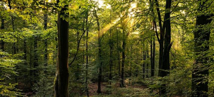 La ciencia trata de comprender el complejo funcionamiento de los bosques. / fhm