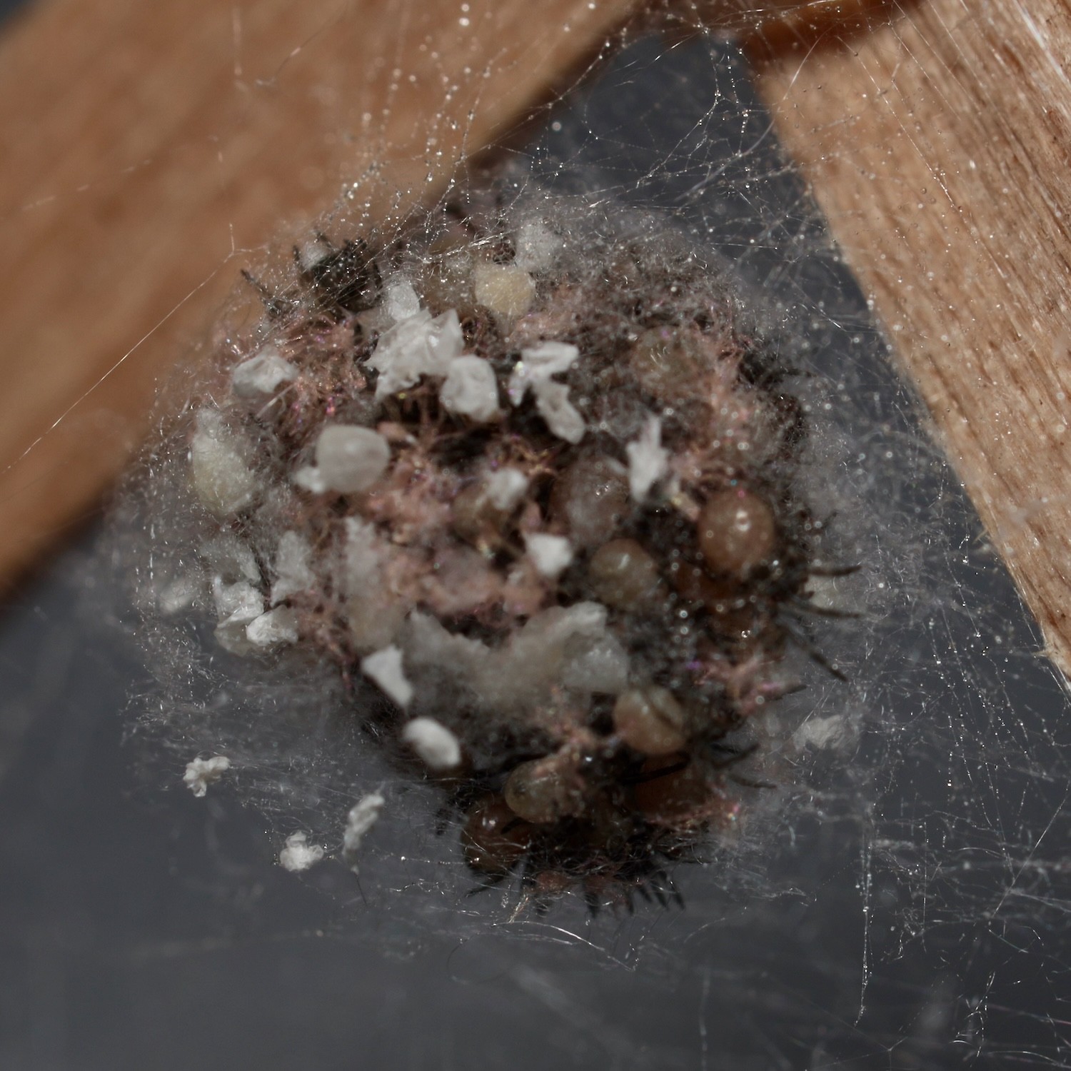 spider egg sac