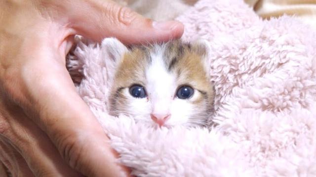 おふとんからちょっこり顔を出す子猫がぬいぐるみみたいでカワイイ【赤ちゃん猫　保護猫】