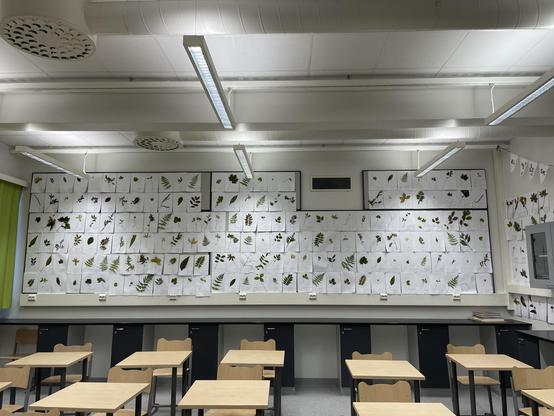 Kuvassa on biologian luokan seinä, johon on kiinnitetty kuivattuja kasveja