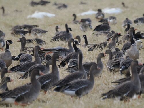 シジュウカラガン