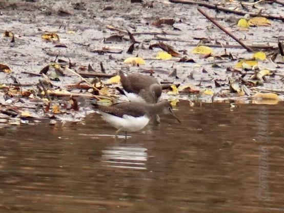 Zwei Waldwasserläufer waten an einem schlammigen Ufer mit zermatschtem Herbstlaub. Ihre weißen Bäuche leuchten hervor.