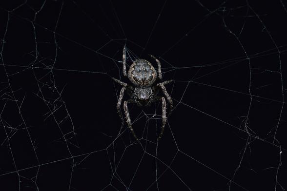 A photo of an orbweaver in a web against a black background.