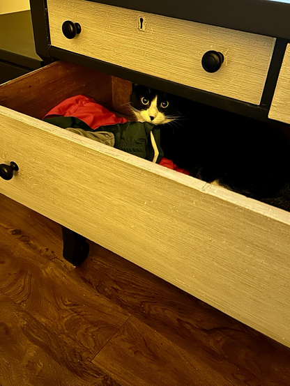 Tuxedo girl kitty messing around in dresser drawers