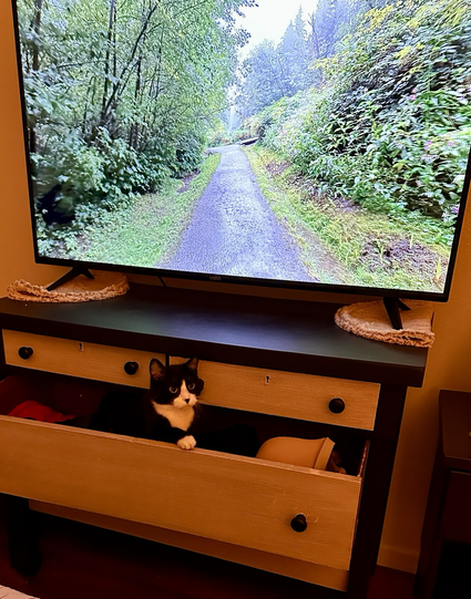 Betty fixing to settle in for a nap