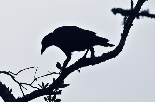 Black and white silhouette of a fish crow (all-black bird with a large beak) facing right and looking down on a bare branch that splits the image diagonally.