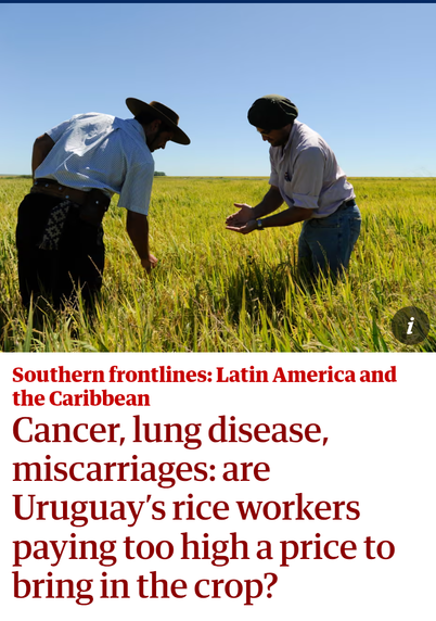 La imagen muestra dos trabajadores rurales en un campo de arroz.
El encabezado dice: Primera línea del sur. Latinoamérica y el Caribe.
El título de la nota es:
Cáncer, enfermedad pulmonar, abortos. Los productores arroceros de Uruguay ¿Están pagando un precio demasiado alto por su cosecha?