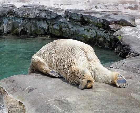a polar bear lying on its belly with it's head hidden in a pool