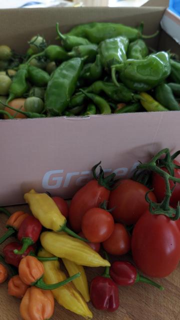 reife Chilis und Tomaten liegen auf einem Brett, direkt dahinter noch eine gut gefüllte Schuhschachtel mit unreifen Früchten