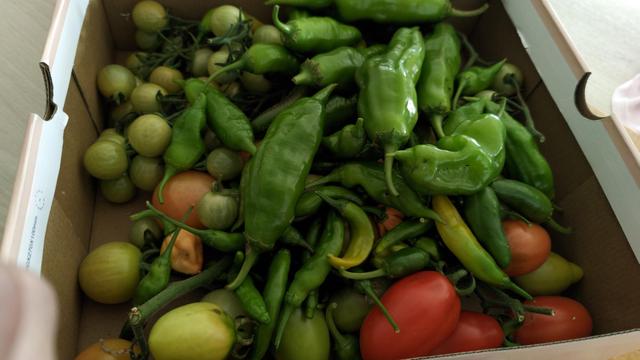 viele grüne Chilis und Tomaten in einer Schachtel, ein paar Orangene sind auch dabei