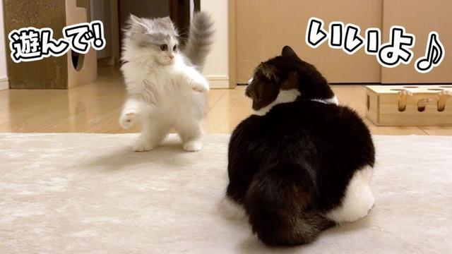 まるで本当の兄弟のように新入り子猫を可愛がる息子猫の変化がすごかった！