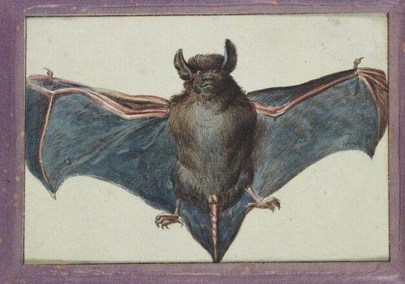 Fledermaus, Zeichnung, 1775, Blatt in Original-Montierung; Johann Rudolf Schellenberg zugeschrieben, Bildechte Österreichische Nationalbibliothek, Bildarchiv und Grafiksammlung